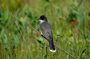 Kingbird, Eastern, 2009-05139373 Parker River NWR, MA